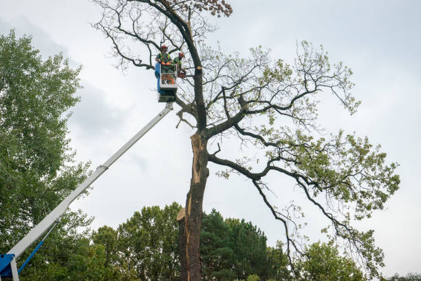 The Steps Involved in Our Tree Care Process in Kermit, TX